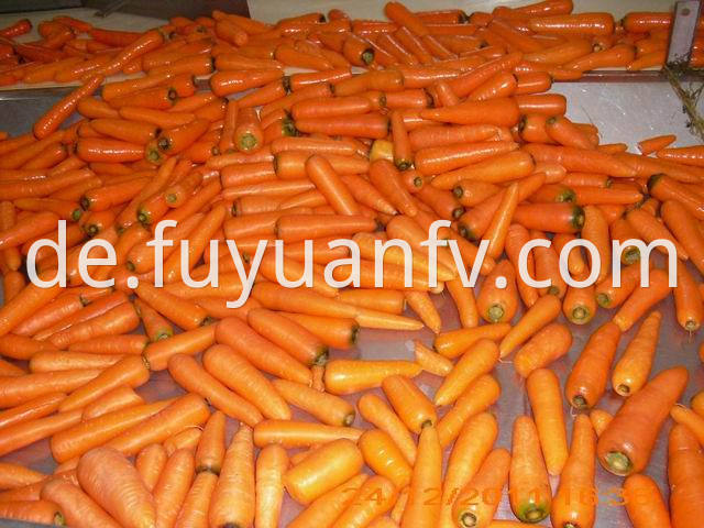 shandong carrot 